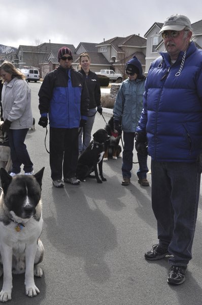 Group dog training