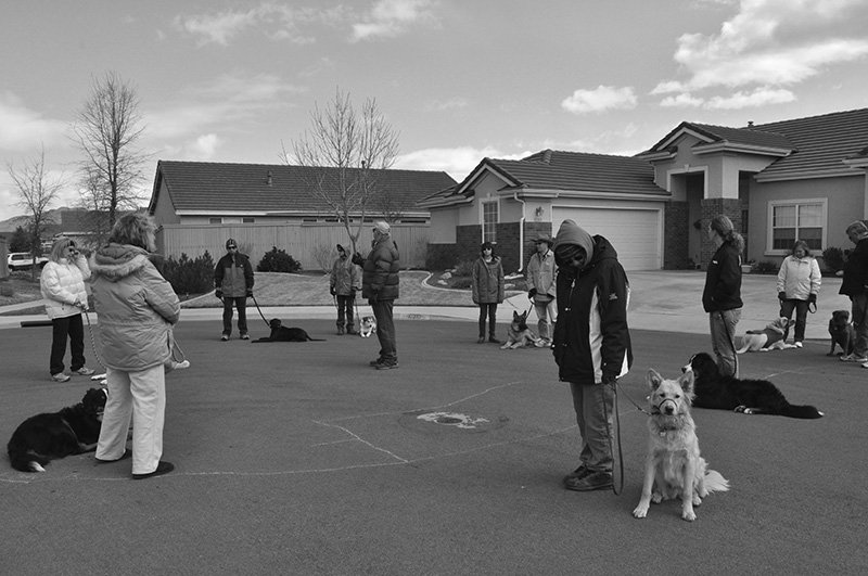 Dog obedience class