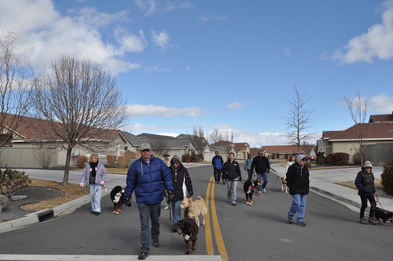Walking with dogs