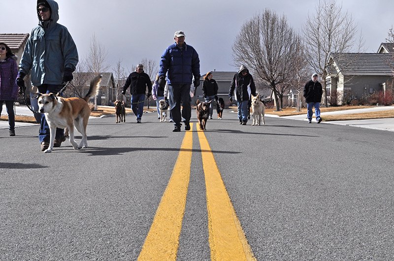 Dog training session